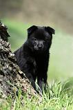 SCHIPPERKE 745